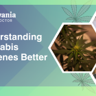Understanding Cannabis Terpenes Better